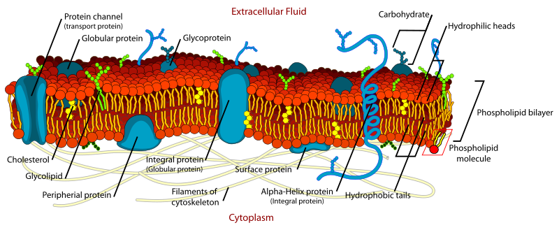 Cell-Membrane